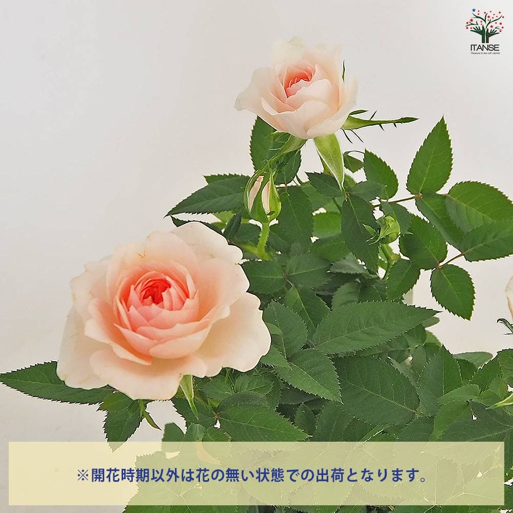 ミニ薔薇 クリームピンク ロスアロマ 【花木苗 3.5号】｜ 【植物の