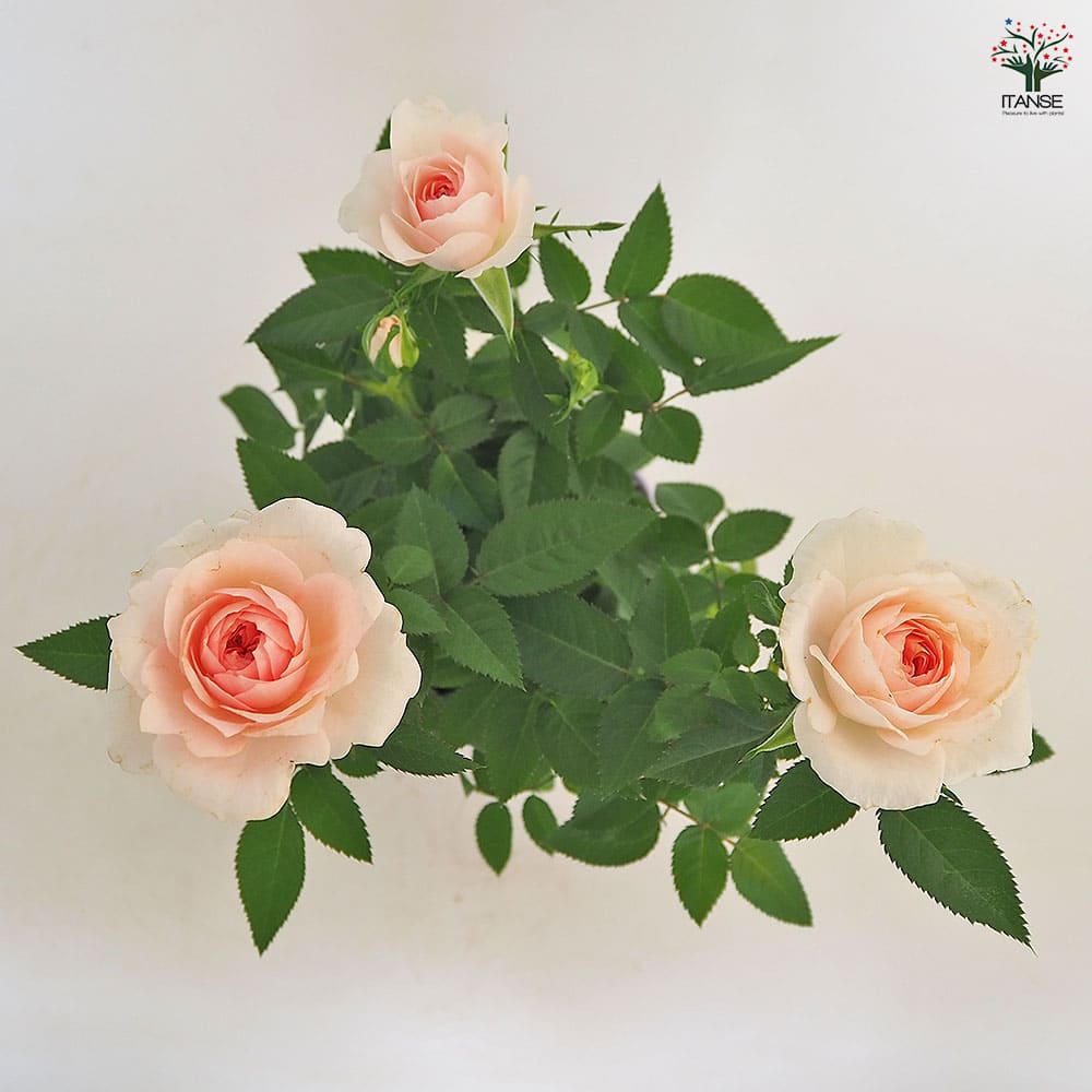 ミニ薔薇 クリームピンク ロスアロマ 【花木苗 3.5号】｜ 【植物の