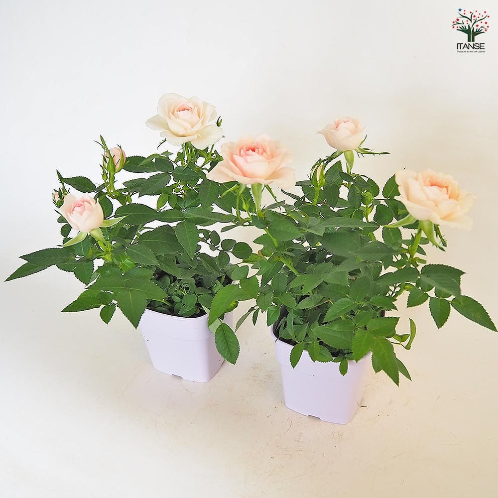 バラの苗 薄いピンクとクリーム色 バラの苗 薄いピンクとクリーム色 バラの苗 薄いピンクとクリーム色