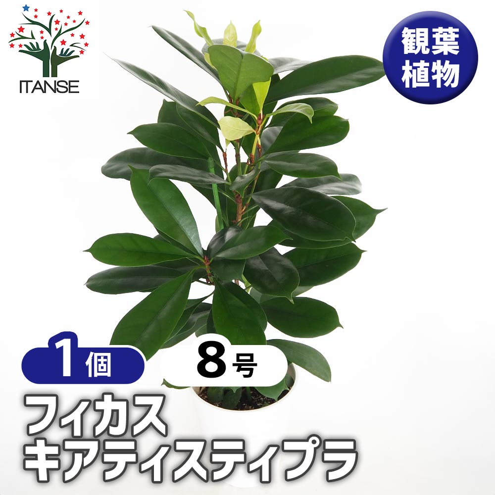 フィカス キアティスティプラ 【観葉植物 8号／1個売り】｜ 【植物の