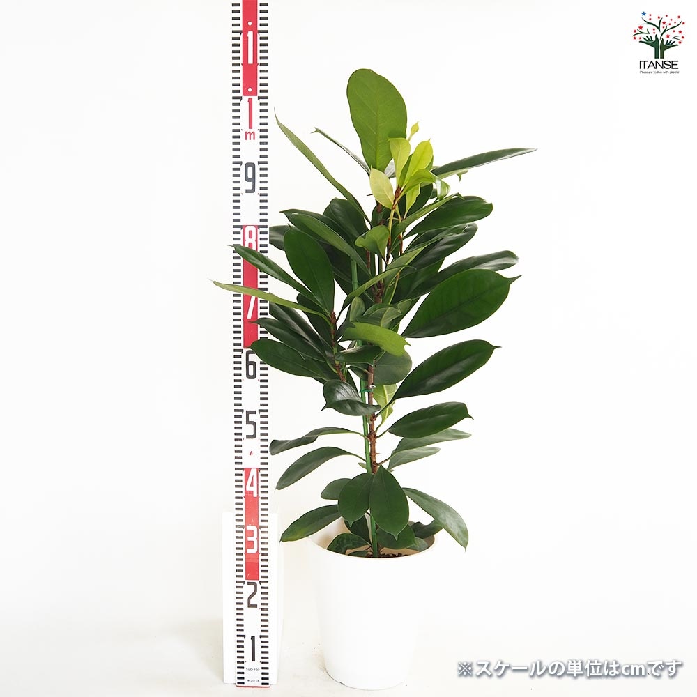 フィカス キアティスティプラ 【観葉植物 8号／1個売り