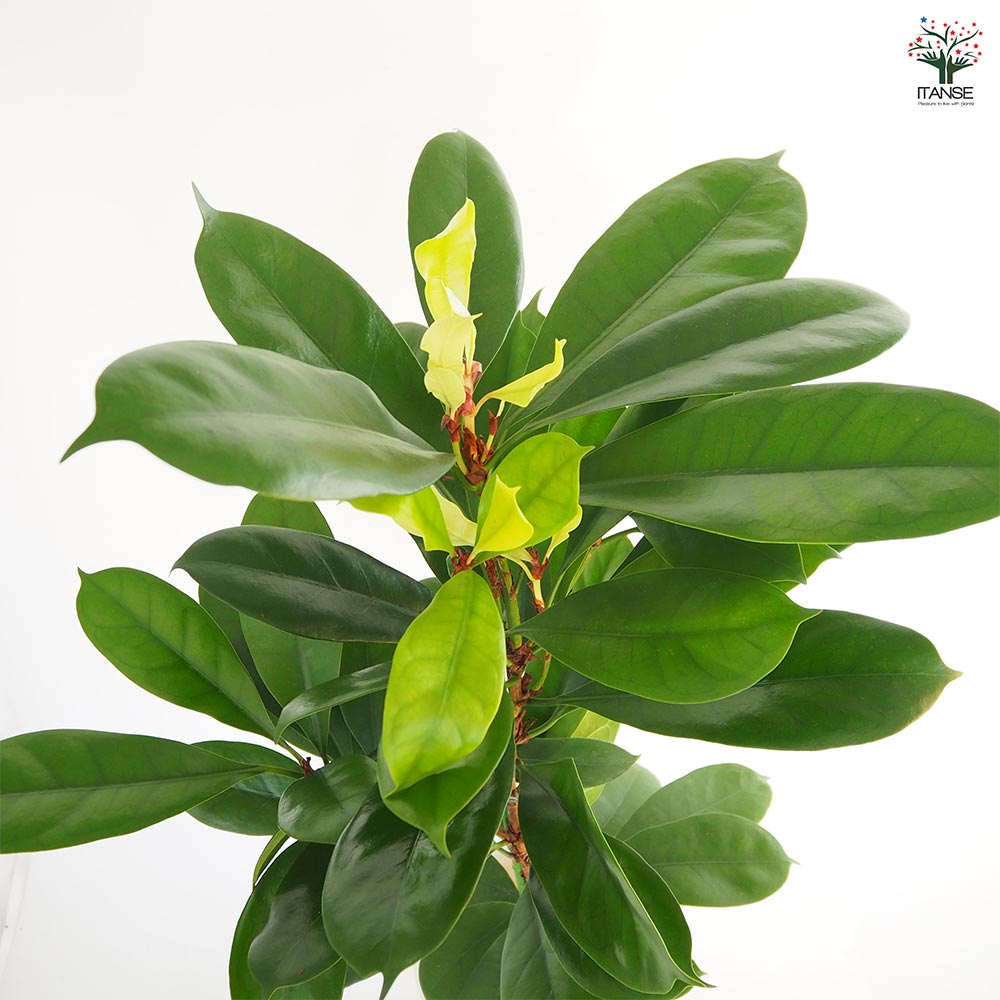 フィカス キアティスティプラ 1点もの】Ficus cyathistipula フィカス キアティスティプラ