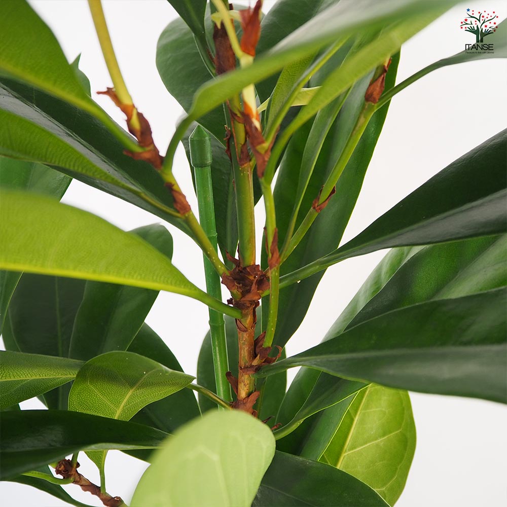 フィカス キアティスティプラ 【観葉植物 8号／1個売り】｜ 【植物の