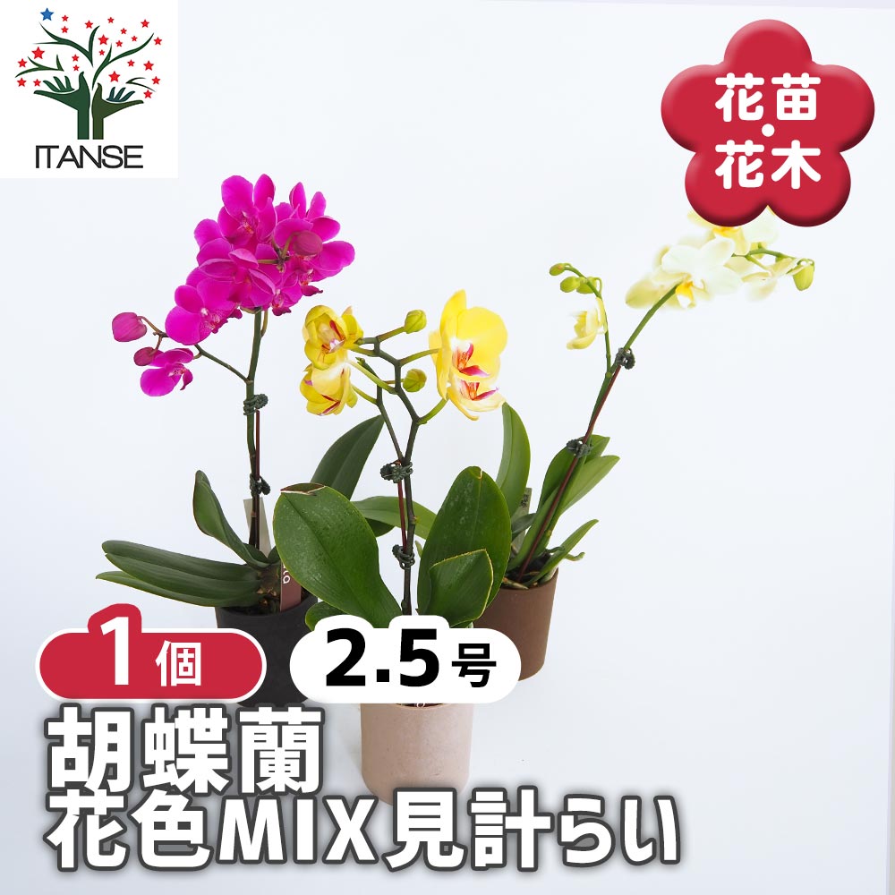 胡蝶蘭 ミディMIX 【花苗 2.5号】｜ 【植物のITANSE】全品