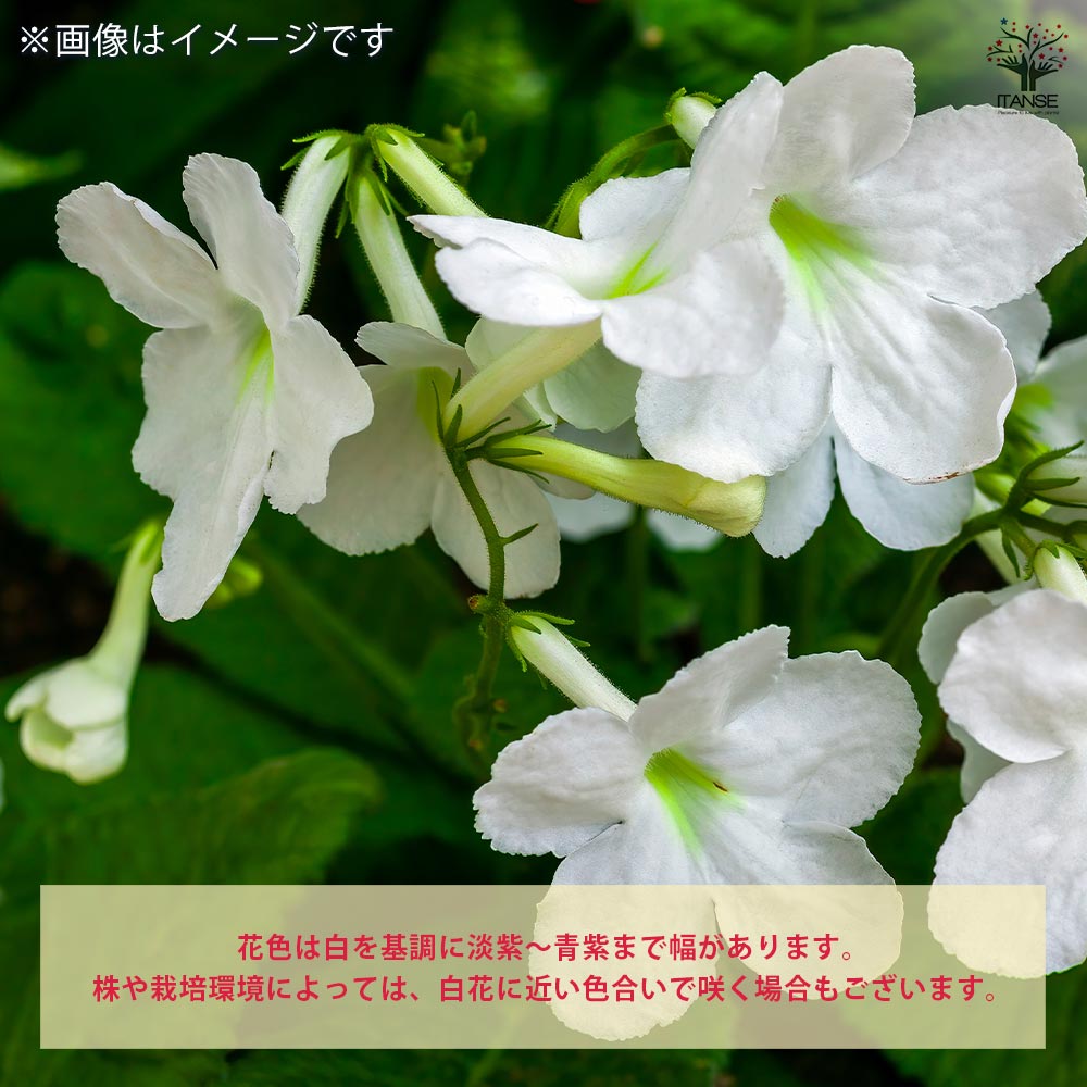 ストレプトカーパス ストレプトカーパスの育て方・栽培方法 | LOVEGREEN(ラブグリーン)