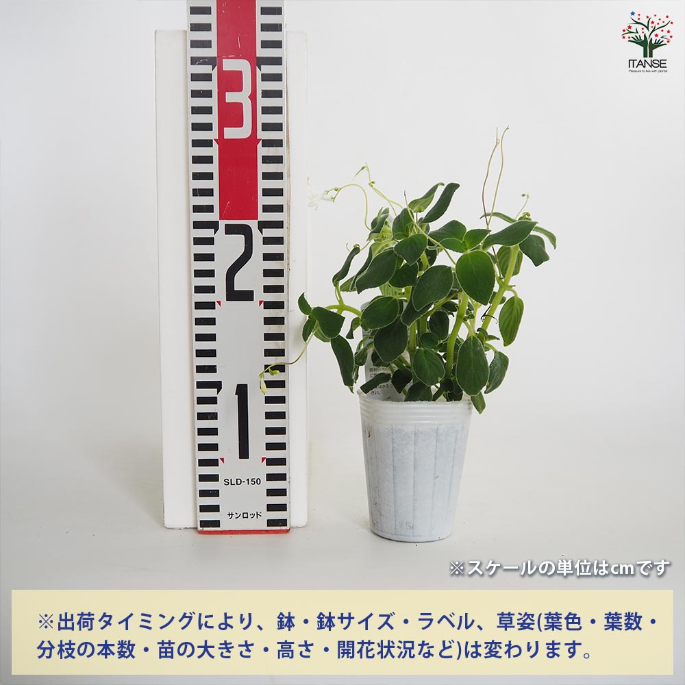 ストレプトカーパス ストレプトカーパスの育て方・栽培方法 | LOVEGREEN(ラブグリーン)