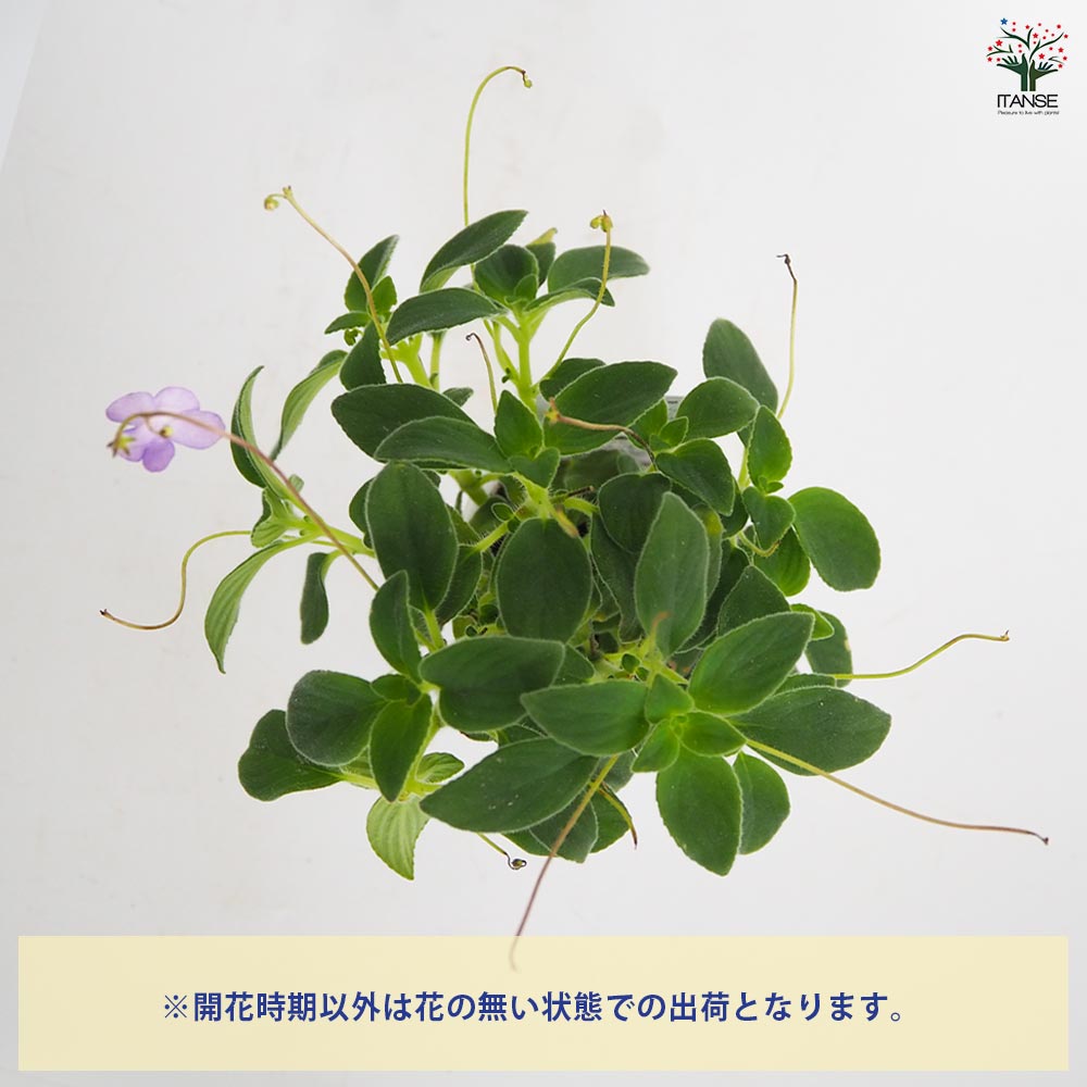 ストレプトカーパス サクソルム 【花苗 2.5号】｜ 【植物の
