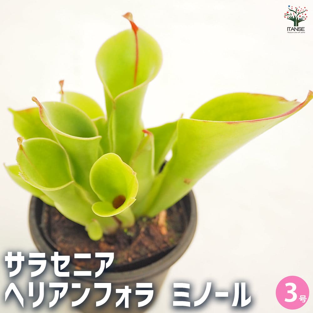 食虫植物 ヘリアンフォラ ミノール交配種 食虫植物 サラセニア ヘリアンフォラ ミノール 【観葉植物 3号／1個