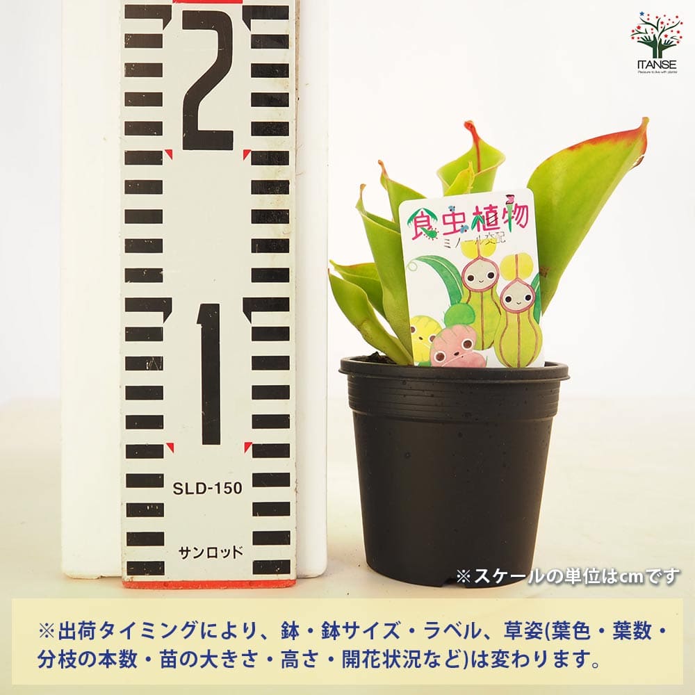 食虫植物 サラセニア ヘリアンフォラ ミノール 【観葉植物 3号/1個売り】