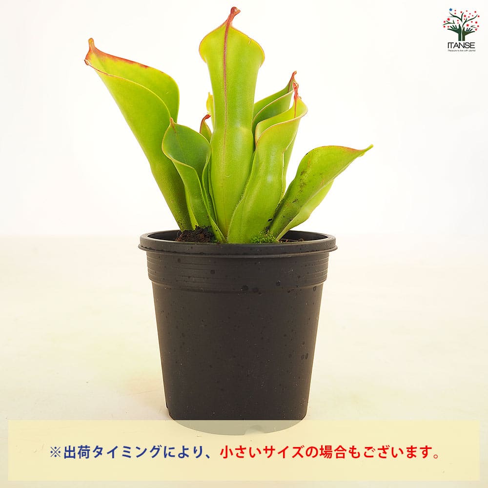 【大株】食虫植物 ヘリアンフォラ・ミノール交配 食虫植物】ヘリアンフォラ・ミノール＆交配種：Heliamphora