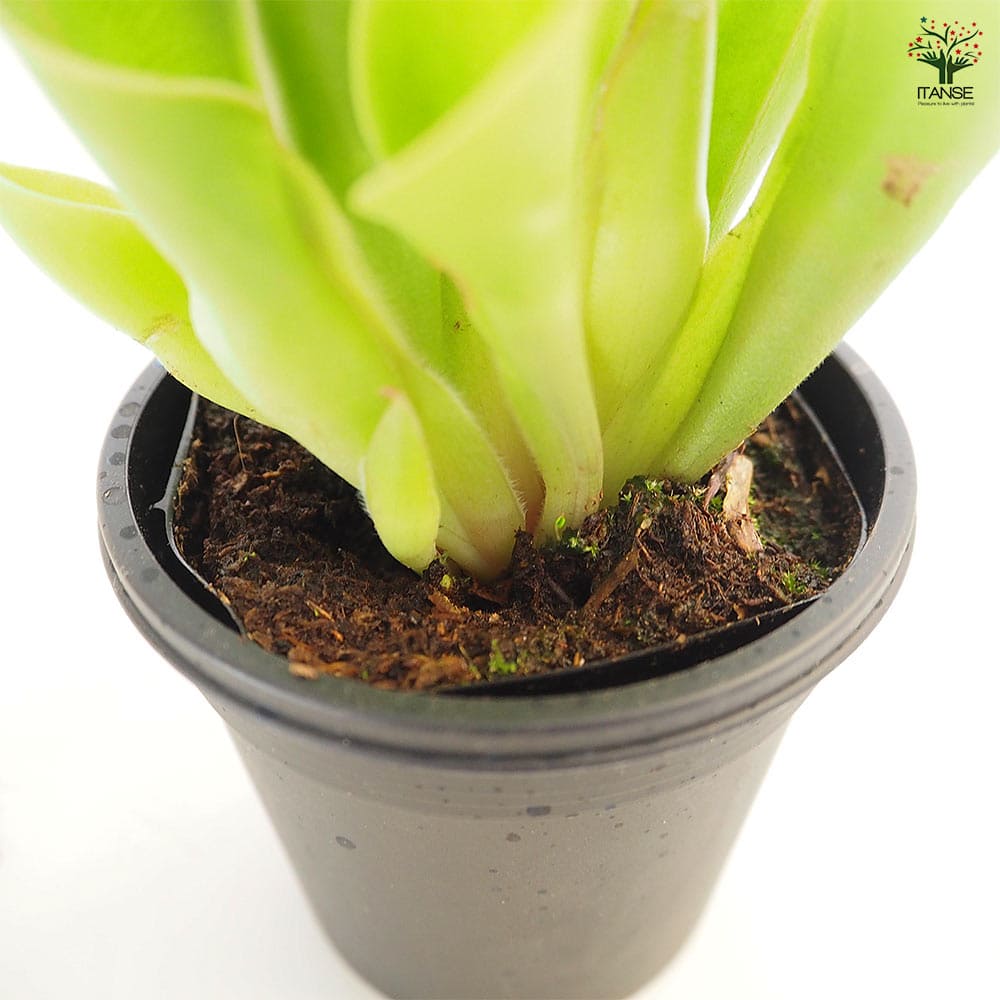 食虫植物 サラセニア ヘリアンフォラ ミノール 【観葉植物 3号/1個売り】
