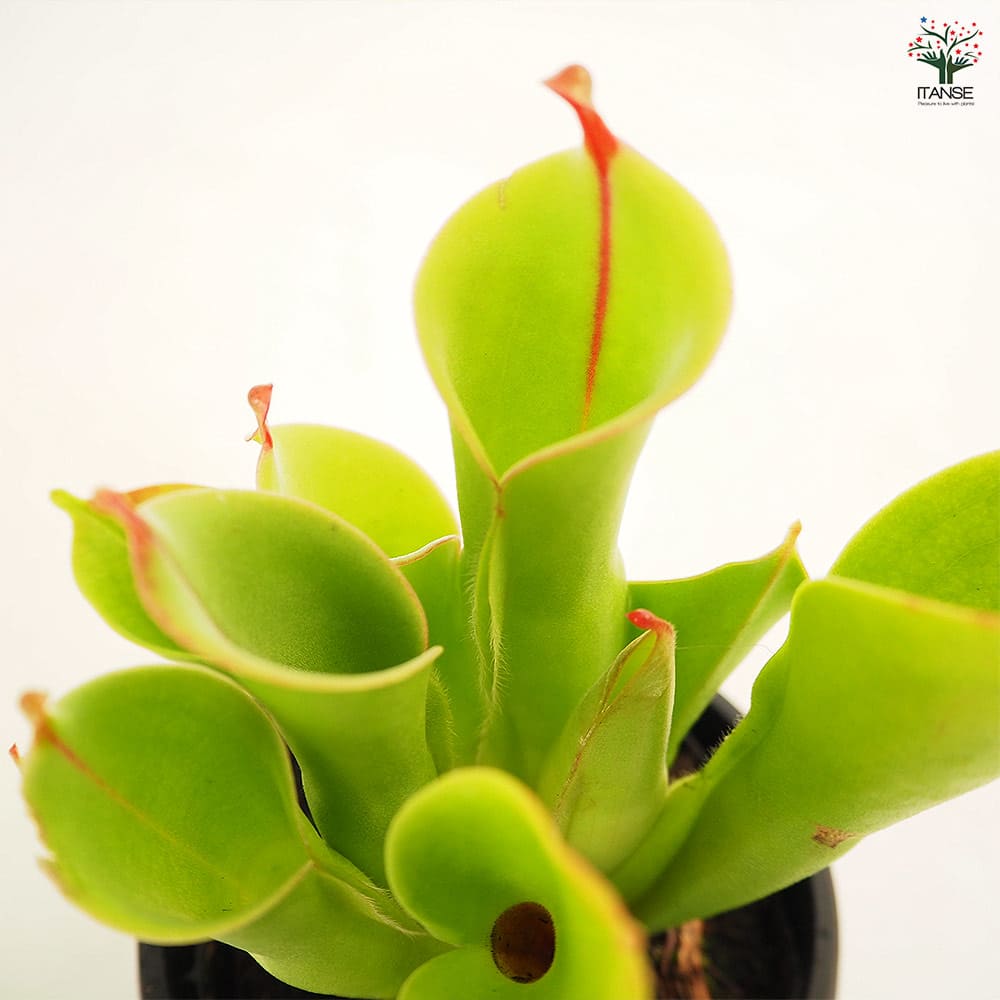 【大株】食虫植物 ヘリアンフォラ・ミノール交配 食虫植物】ヘリアンフォラ・ミノール＆交配種：Heliamphora