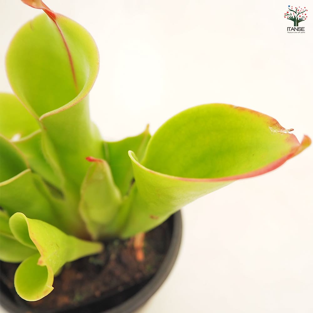 食虫植物 サラセニア ヘリアンフォラ ミノール 【観葉植物 3号/1個売り】