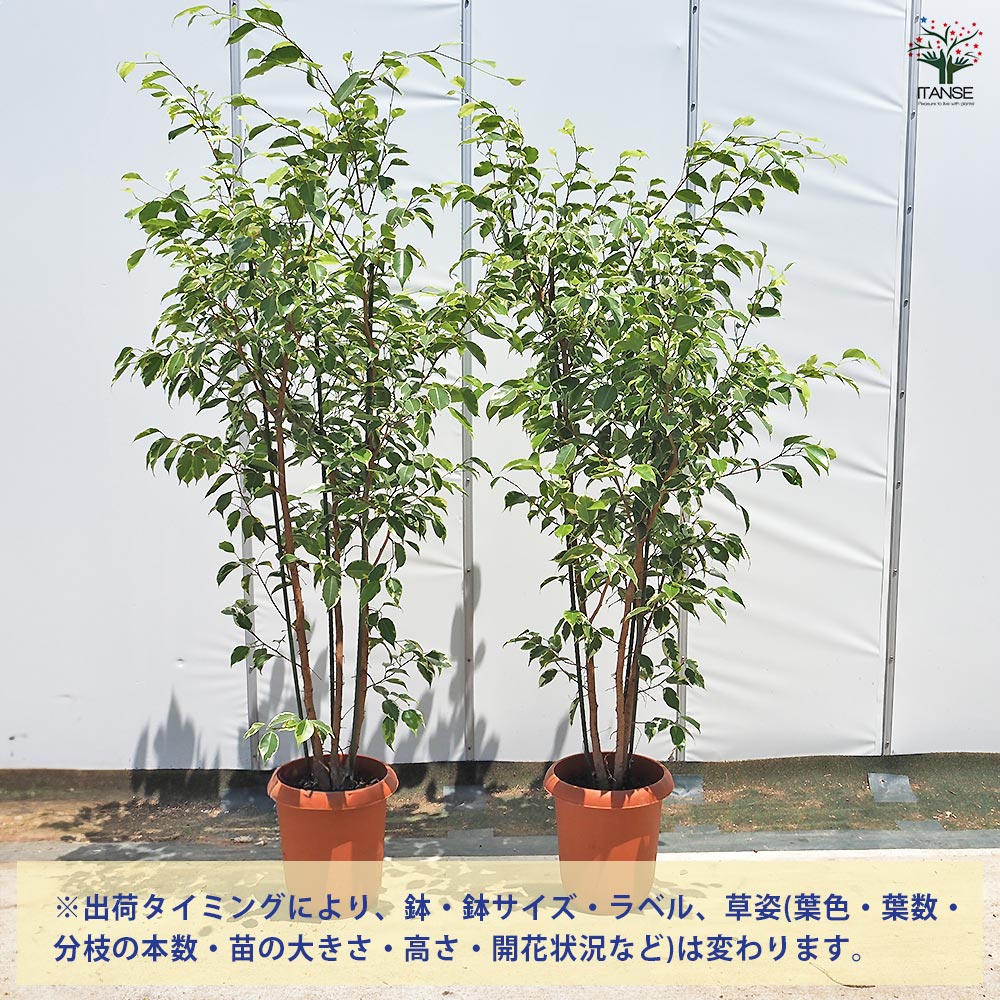 フィカス ゴールデンプリンセス 【観葉植物 8号／1個売り】｜ 【植物の