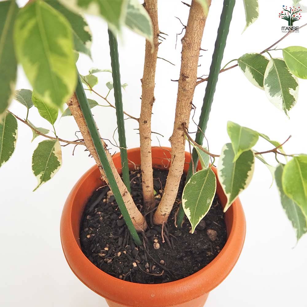 フィカス ゴールデンプリンセス 【観葉植物 8号／1個売り】｜ 【植物の