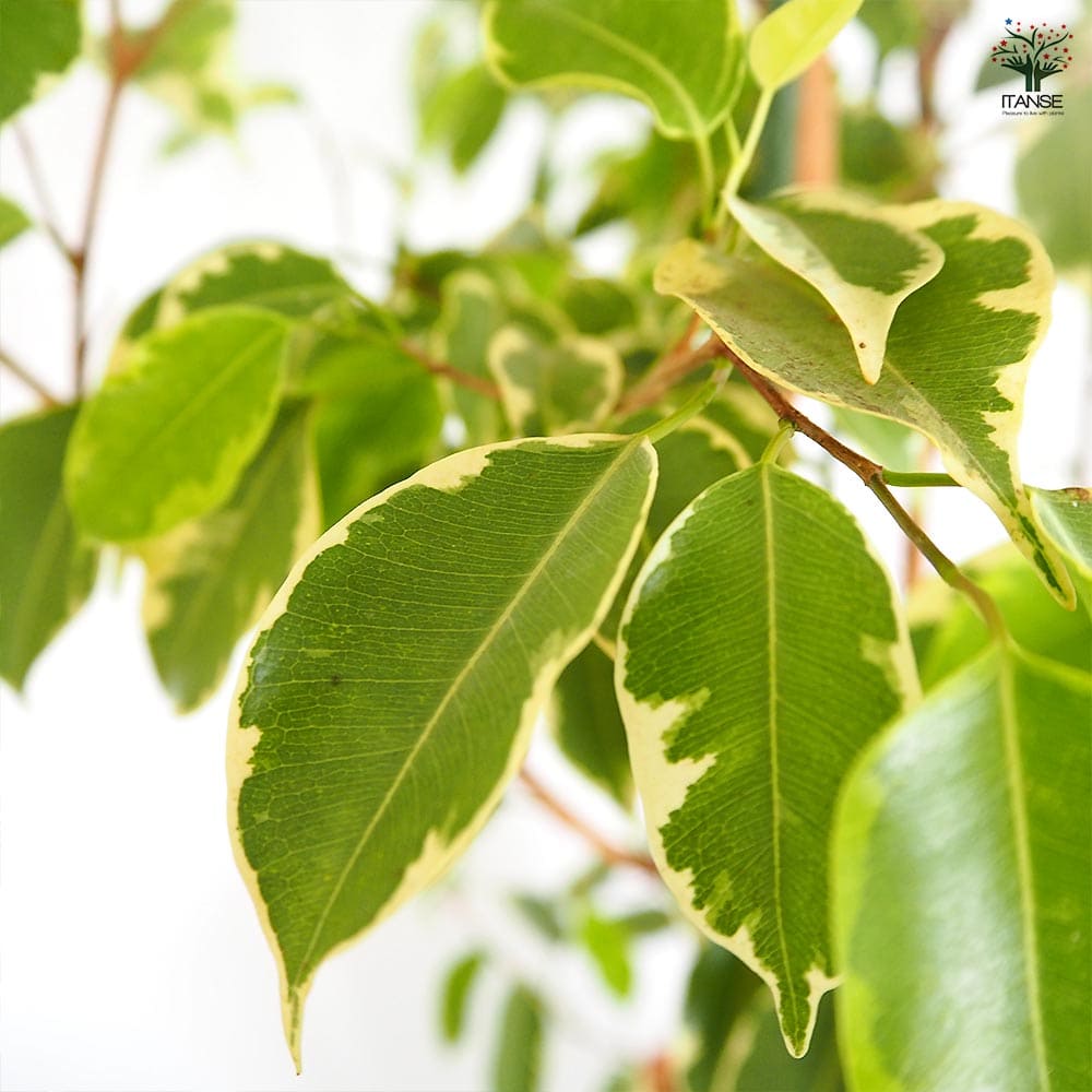 フィカス ゴールデンプリンセス 【観葉植物 8号／1個売り】｜ 【植物の