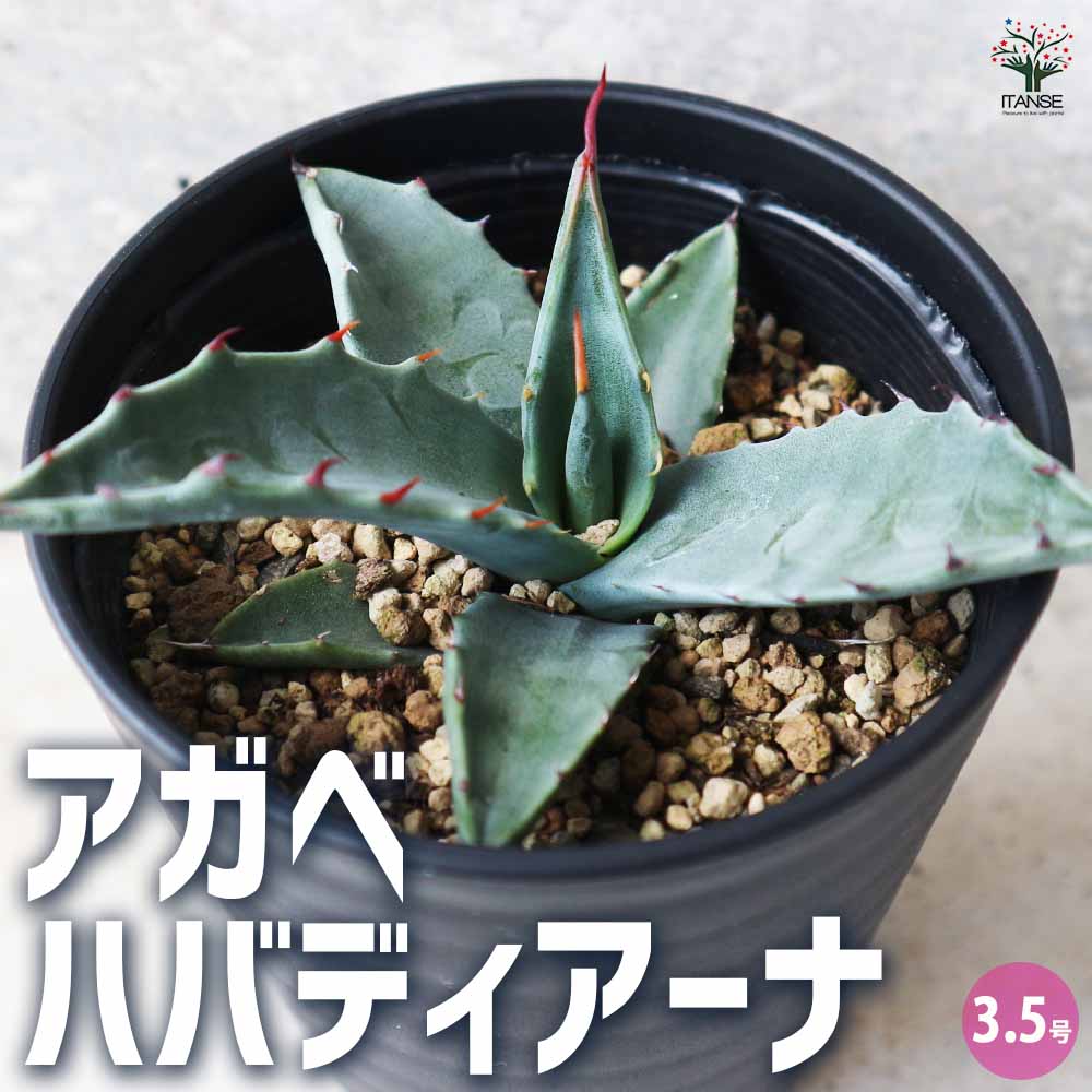 アガベ ハバディアーナ 【多肉植物 3.5号／1個売り】｜ 【植物の