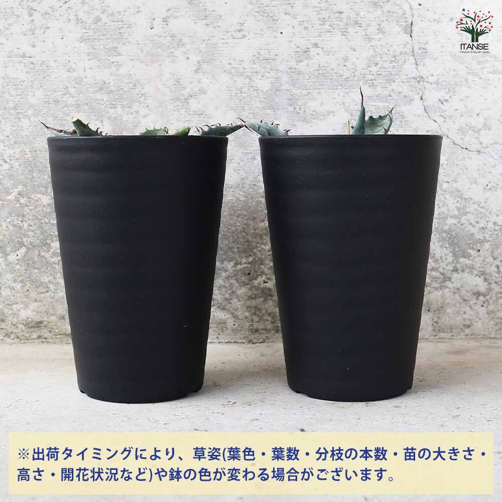 アガベ ハバディアーナ 【多肉植物 3.5号／1個売り】｜ 【植物の
