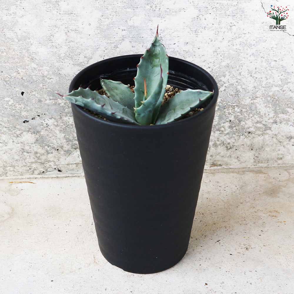 アガベ ハバディアーナ 【多肉植物 3.5号／1個売り】｜ 【植物の