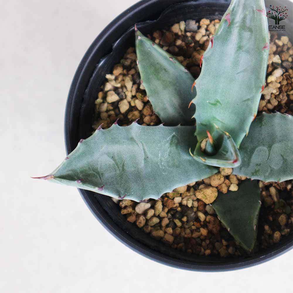 アガベ ハバディアーナ 【多肉植物 3.5号／1個売り】｜ 【植物の