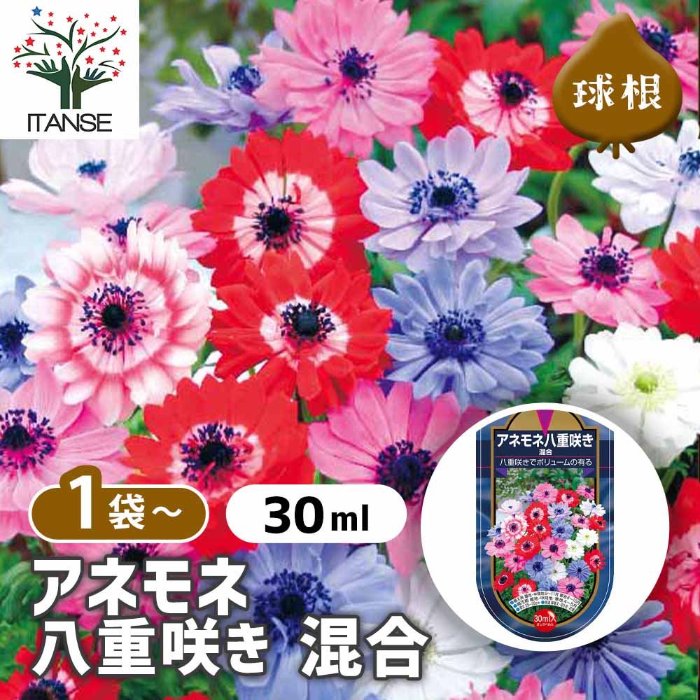 アネモネ 八重咲き 混合