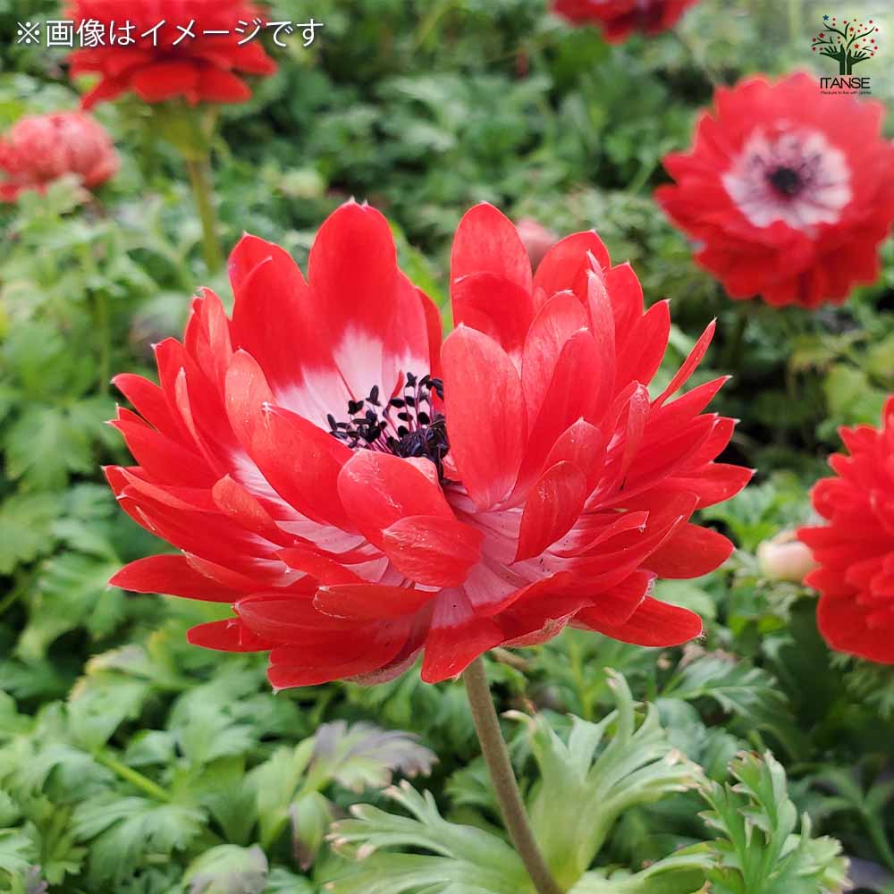 ❣️300h❣️　アネモネ 　球根 ❣️300h❣️ アネモネ 球根 楽天市場】球根 アネモネの通販