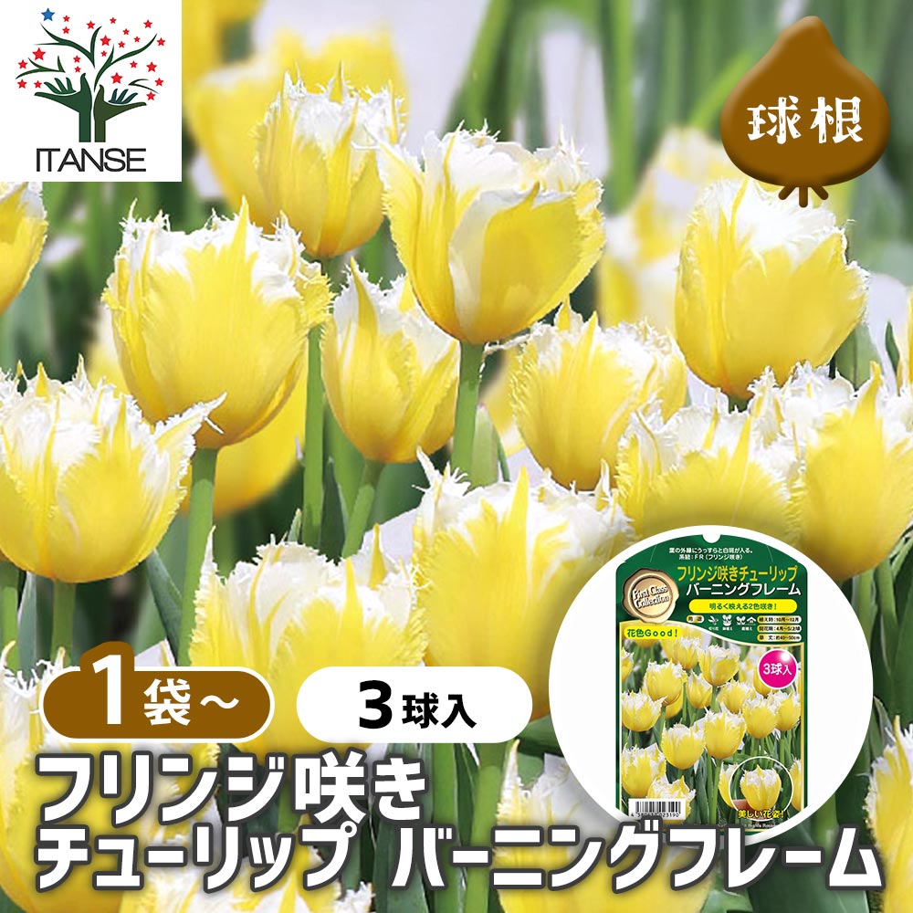 フリンジ咲きチューリップ バーニングフレーム