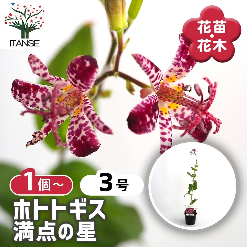 ホトトギス 満点の星 【花苗 3号】｜ 【植物のITANSE】全品送料