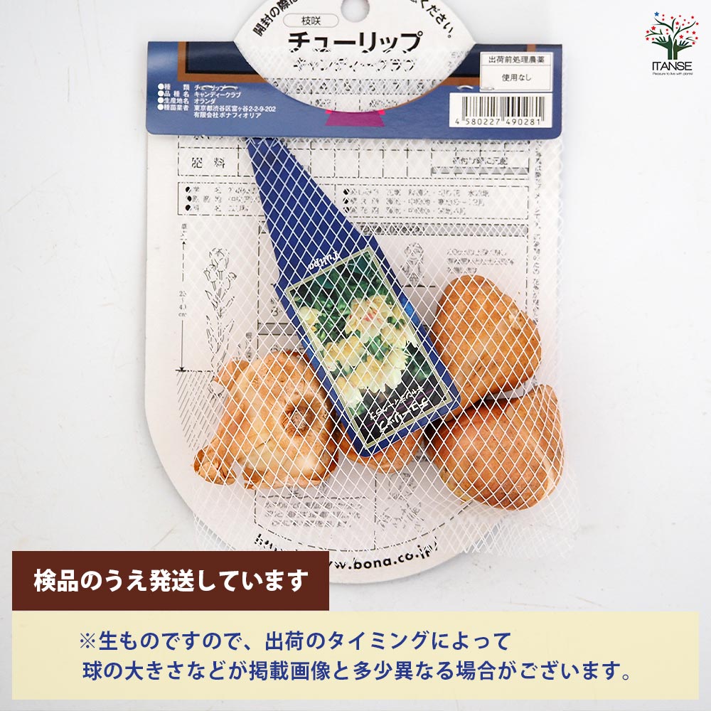 花球根 チューリップ 枝咲き キャンディークラブ 【花球根 4球】