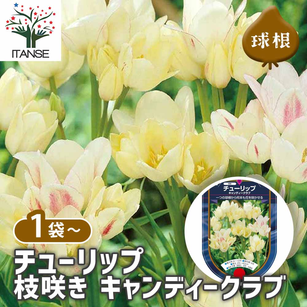 花球根 チューリップ 枝咲き キャンディークラブ 【花球根 3球】