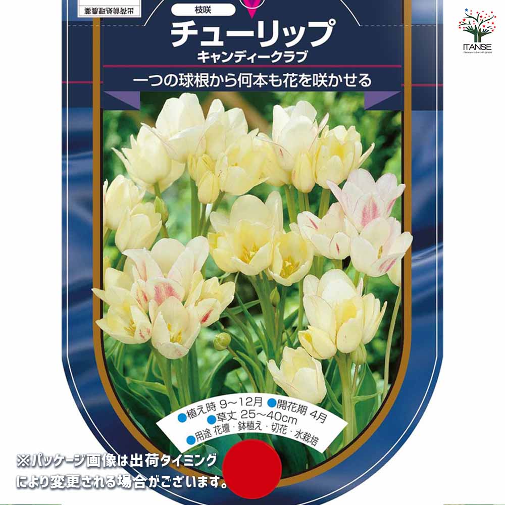 花球根 チューリップ 枝咲き キャンディークラブ 【花球根 3球】