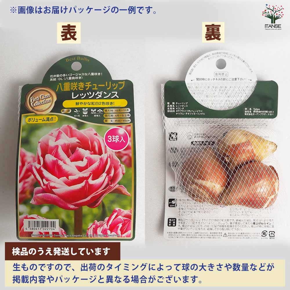 花球根 チューリップ 枝咲き キャンディークラブ 【花球根 3球】