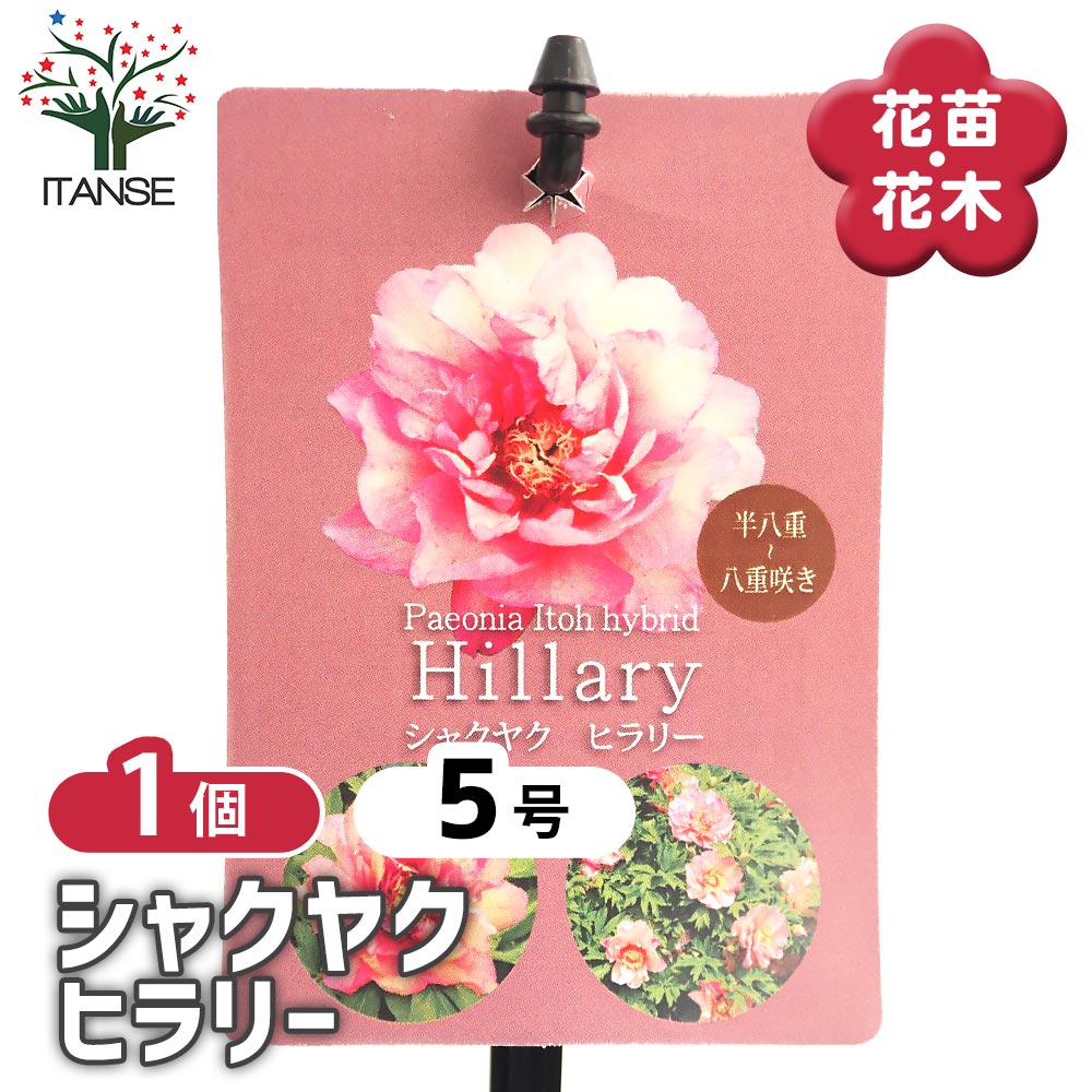 シャクヤク ヒラリー 【花木苗 5号／1個売り】｜ 【植物のITANSE