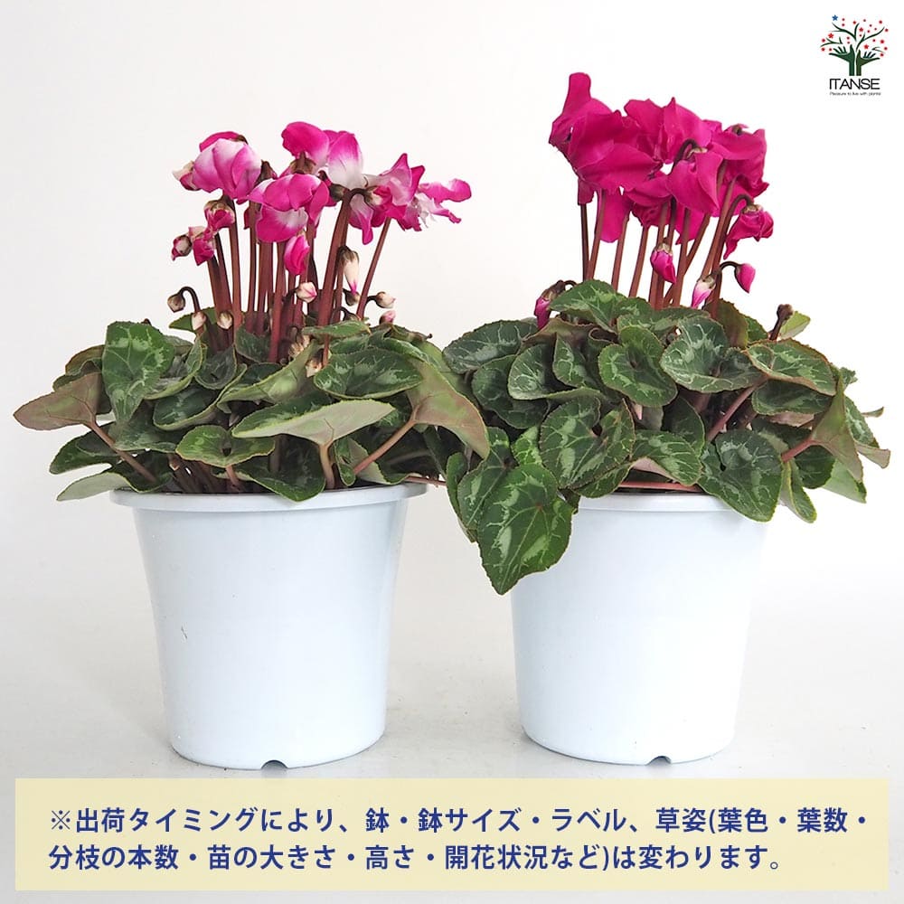 シクラメン スーパーフュージョン 【花苗 5号／1個売り】｜ 【植物の