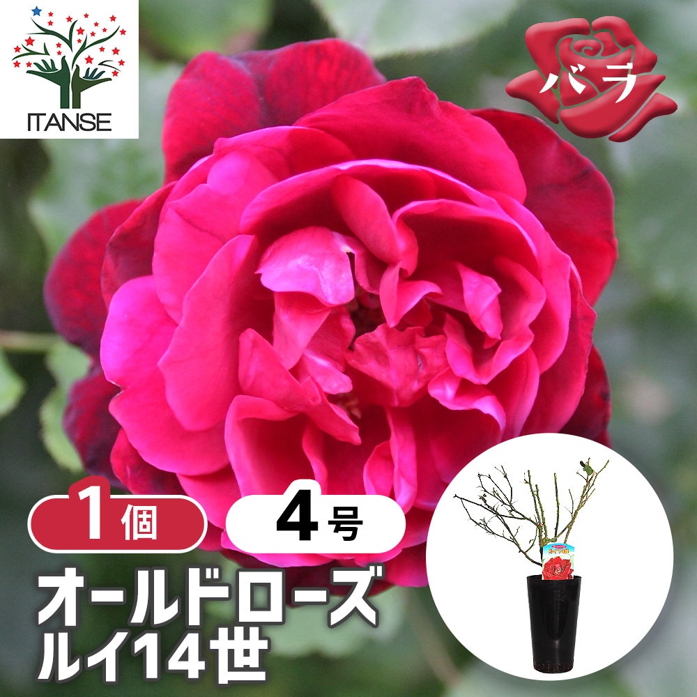 薔薇 ルイ14世 接木苗【花苗 4号／1個売り】｜ 【植物のITANSE