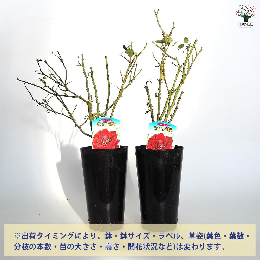 薔薇 ルイ14世 接木苗【花苗 4号／1個売り】｜ 【植物のITANSE