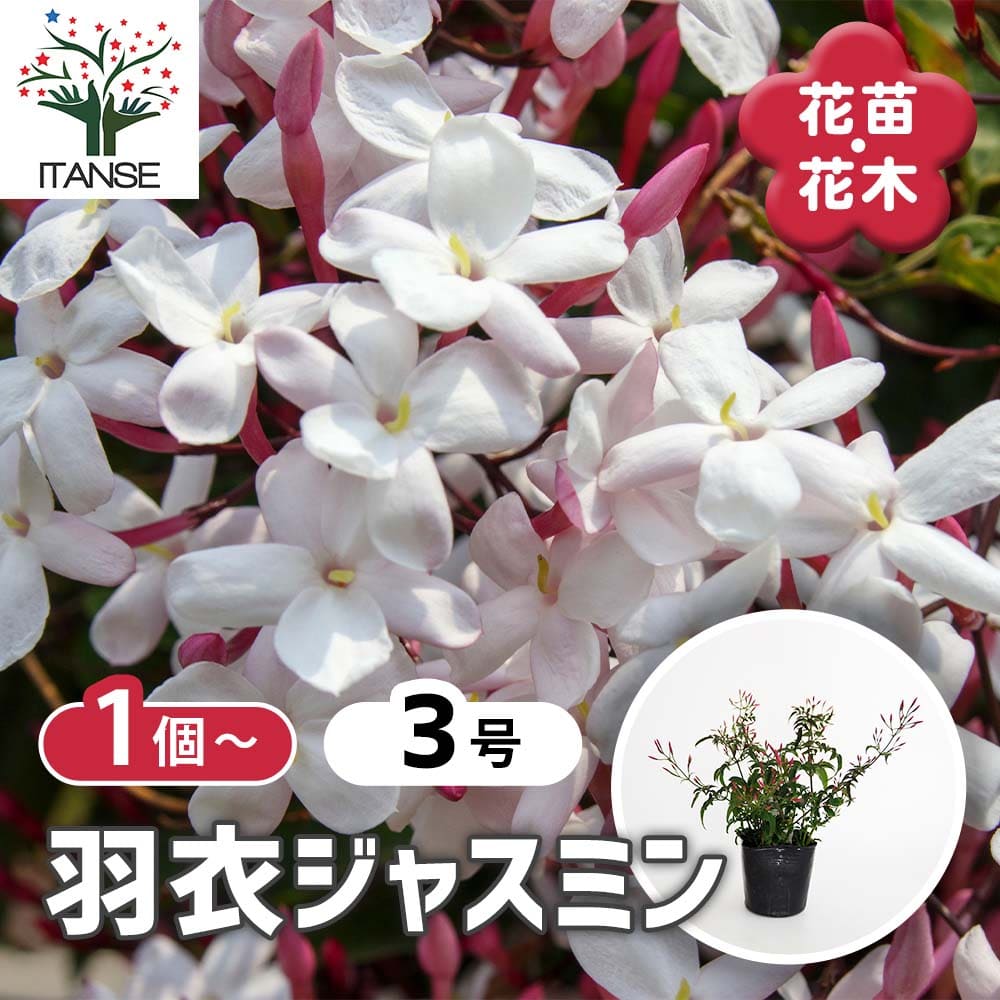 羽衣ジャスミン