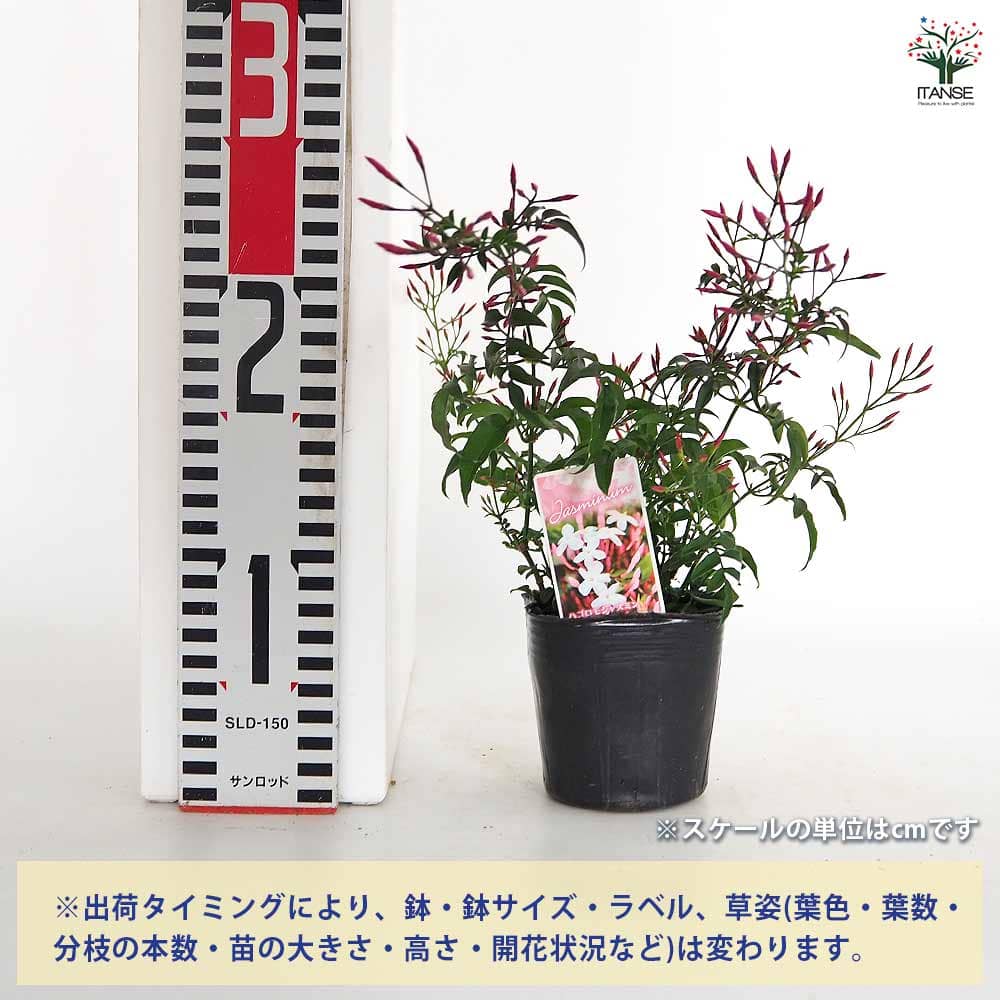 羽衣ジャスミン 【花木苗 3号】