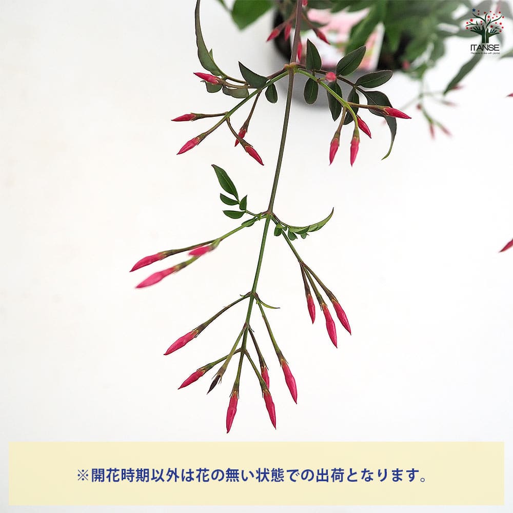 羽衣ジャスミン 【花木苗 3号】