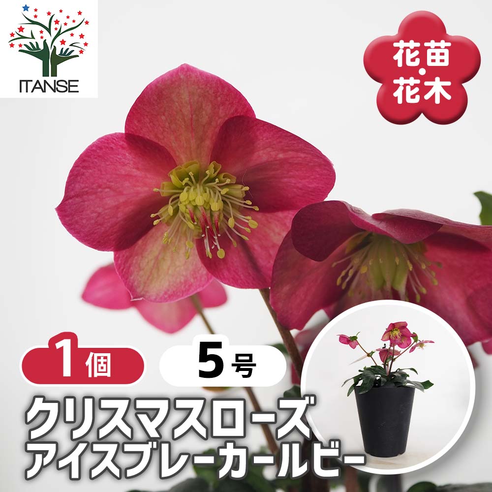 クリスマスローズ アイスブレーカールビー 【花苗 5号／1個売り