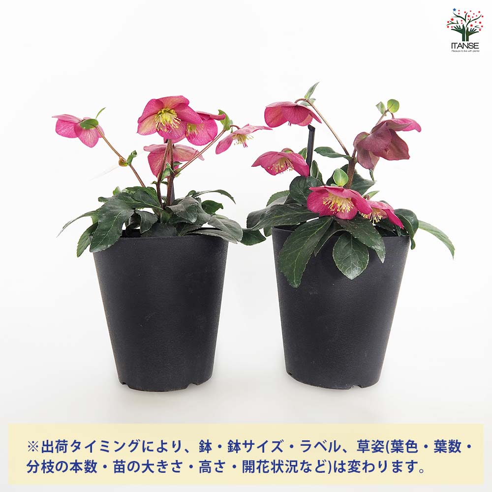 クリスマスローズ アイスブレーカールビー 【花苗 5号／1個売り