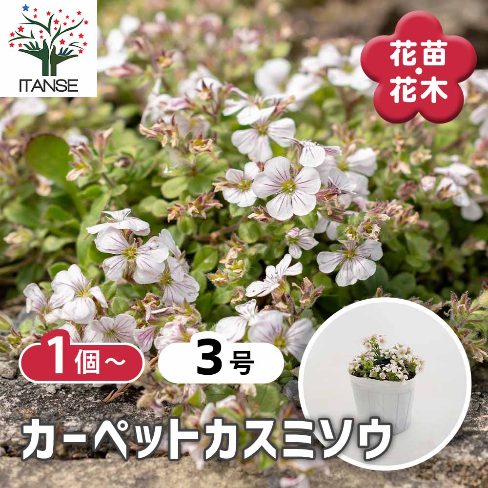 カーペットカスミソウ(セラスチオイデス) 【花苗 3号】｜ 【植物の