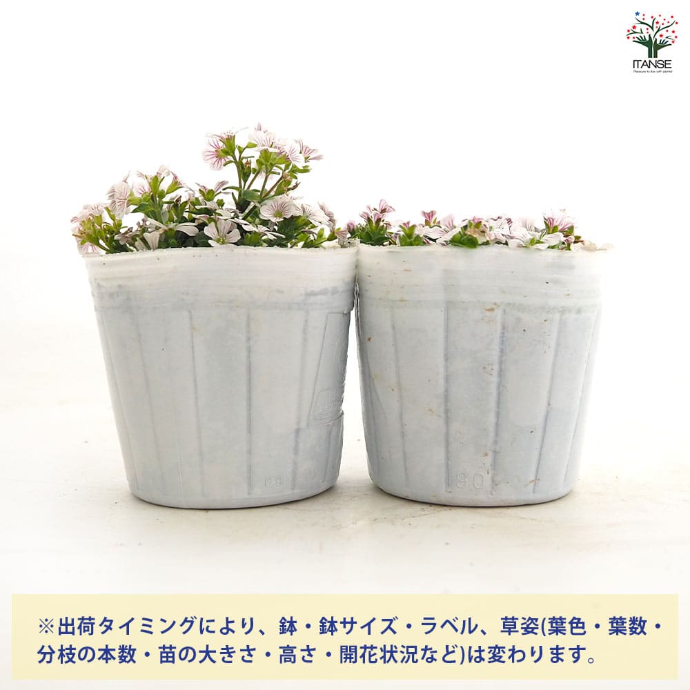 カーペットカスミソウ(セラスチオイデス) 【花苗 3号】｜ 【植物の