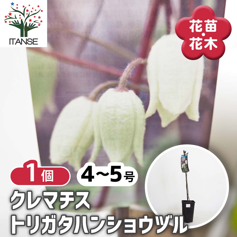 クレマチス トリガタハンショウヅル 【花苗 4号／1個売り】｜ 【植物の