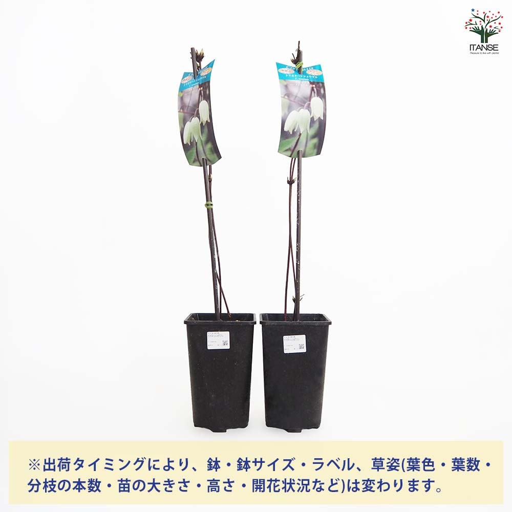 クレマチス トリガタハンショウヅル 【花苗 4号／1個売り】｜ 【植物の