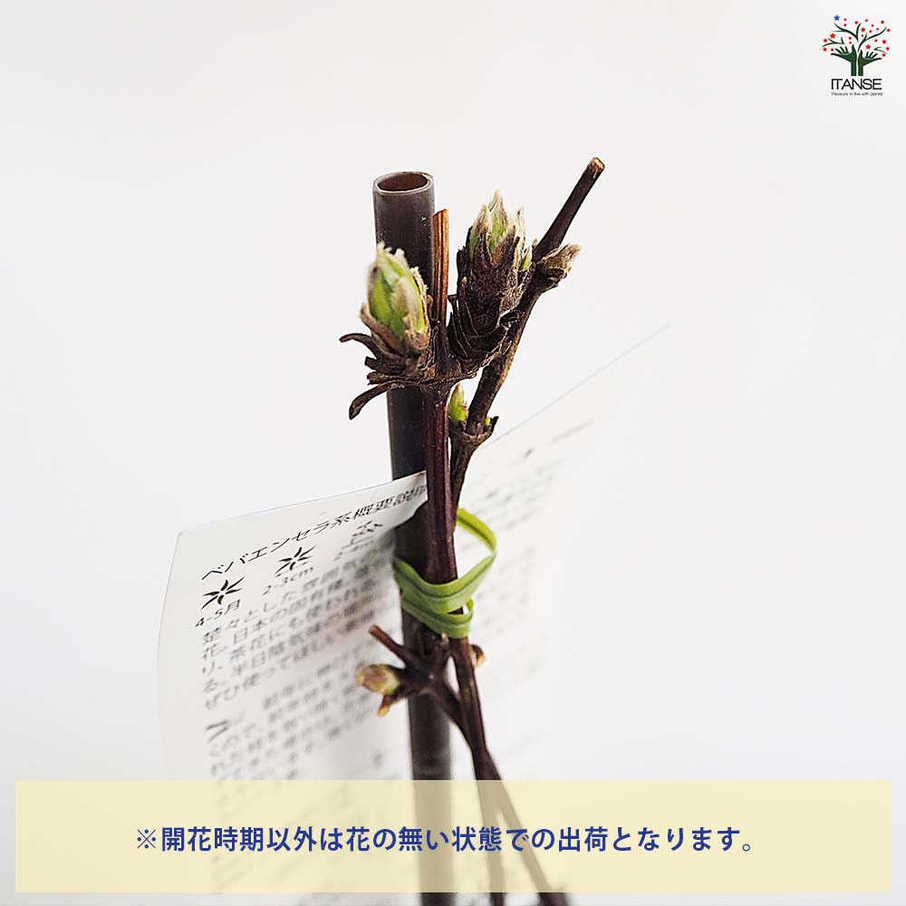 花類 クレマチス トリガタハンショウヅル 【花苗 4号／1個売り】｜ 【植物の