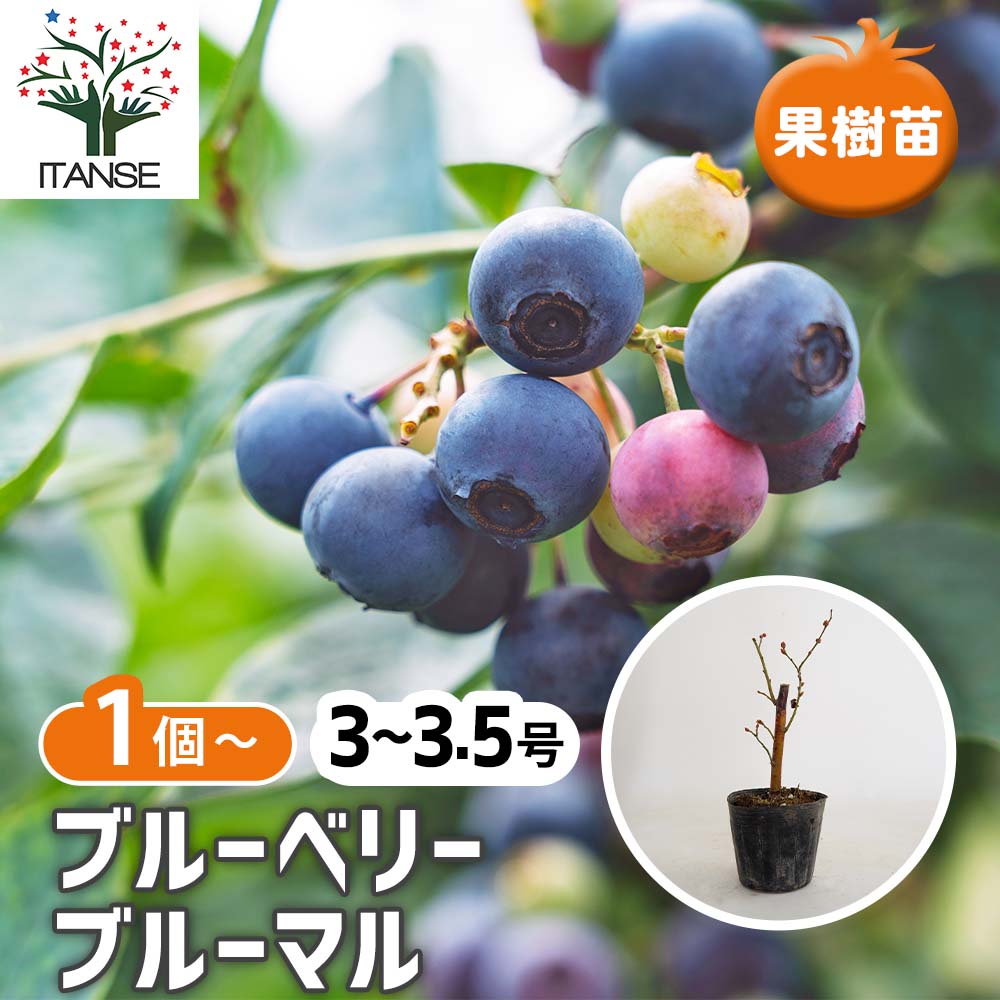 ブルーベリー ブルーマル 【果樹の苗 3～3.5号】｜ 【植物の