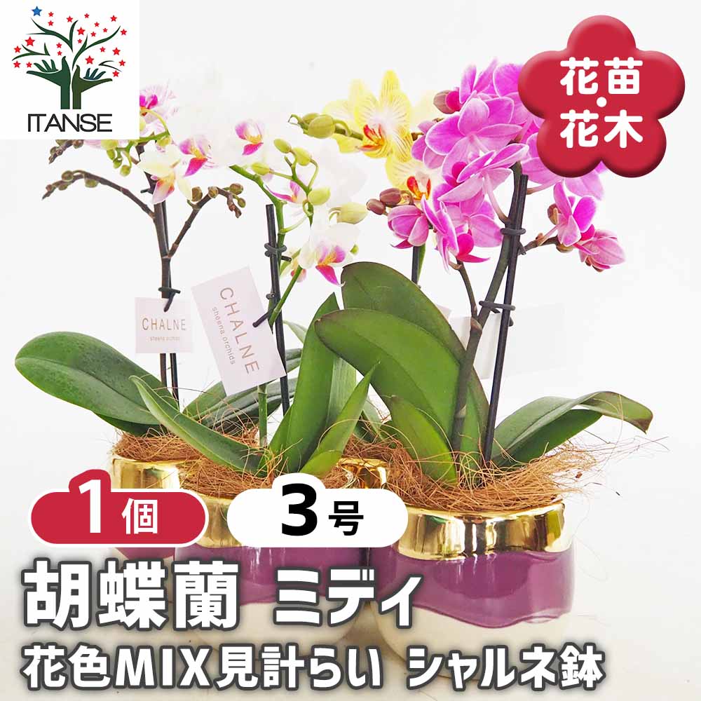 胡蝶蘭 ミディMIX シャルネ鉢 【花苗 3号／1個売り】｜ 【植物の
