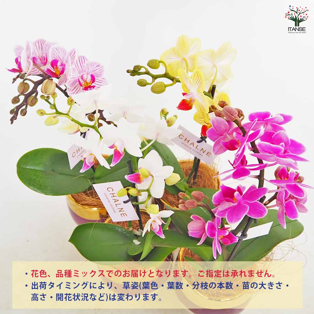 胡蝶蘭 ミディMIX シャルネ鉢 【花苗 3号／1個売り】｜ 【植物の