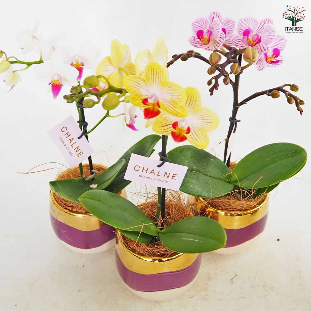 【希少・完売品】DIP × 花冠 コラボ鉢 胡蝶蘭 ミディMIX シャルネ鉢 【花苗 3号／1個売り】｜ 【植物の